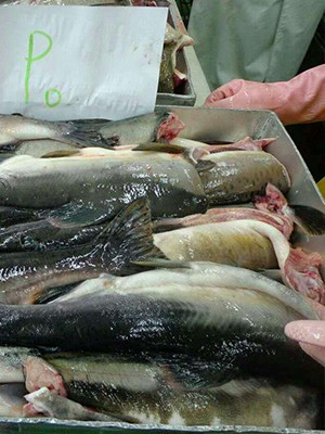 煒華水產俄羅斯粉鮭，常年供貨綏芬河凍品批發市場